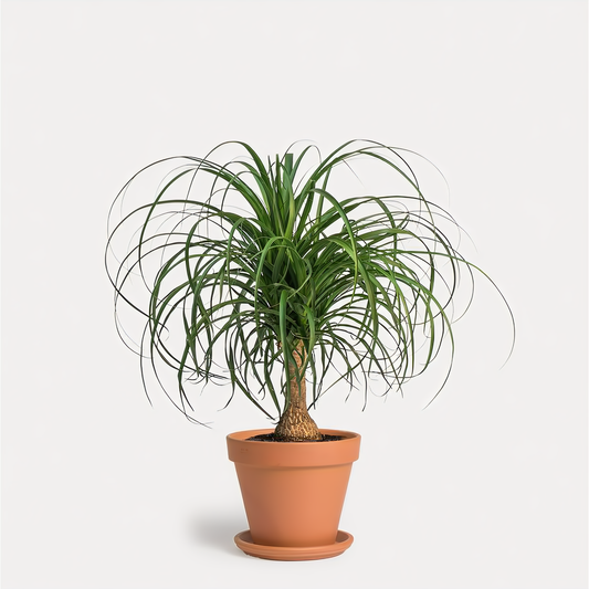 Pony Tail Palm In Clay Pot - Plants