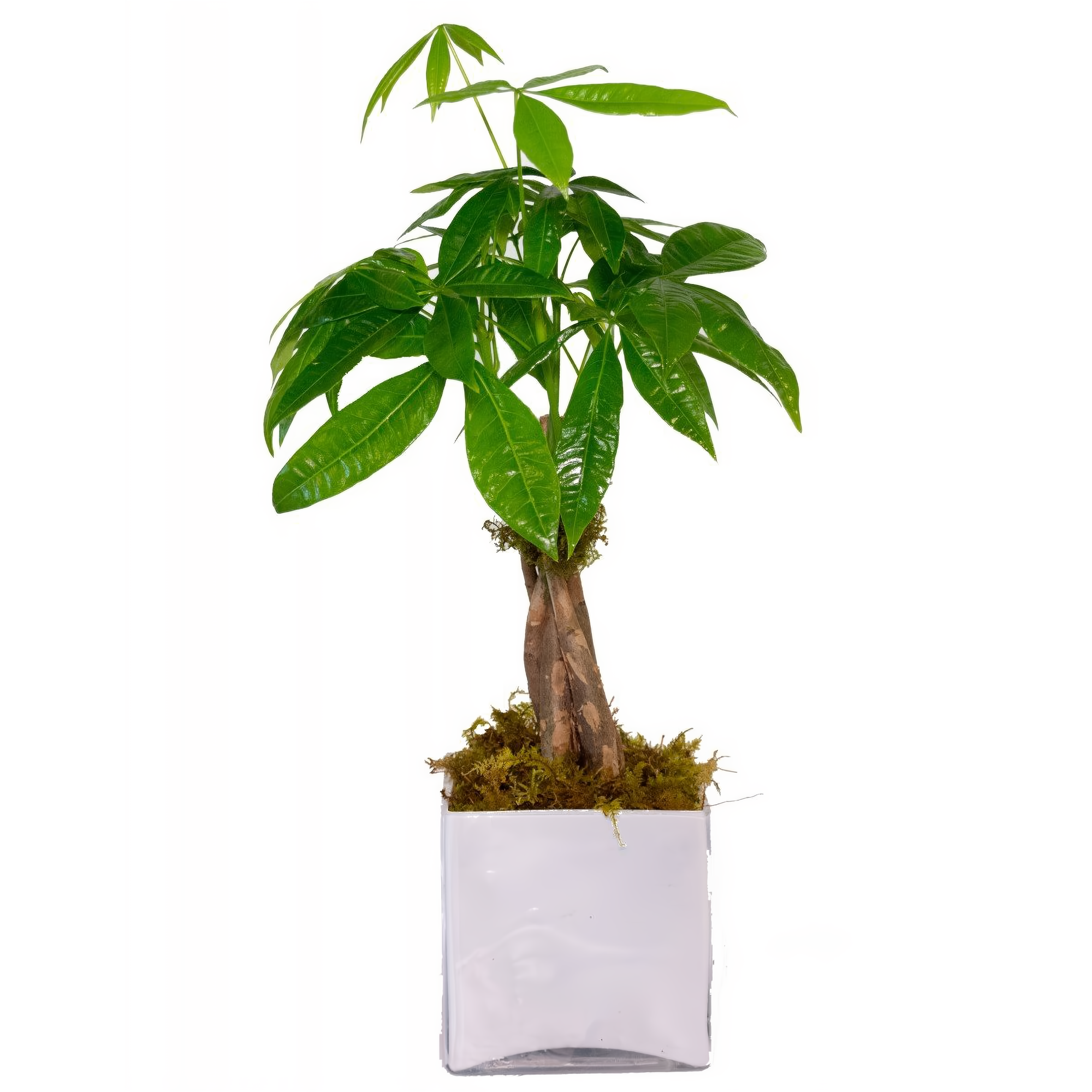 Money Tree - Plants