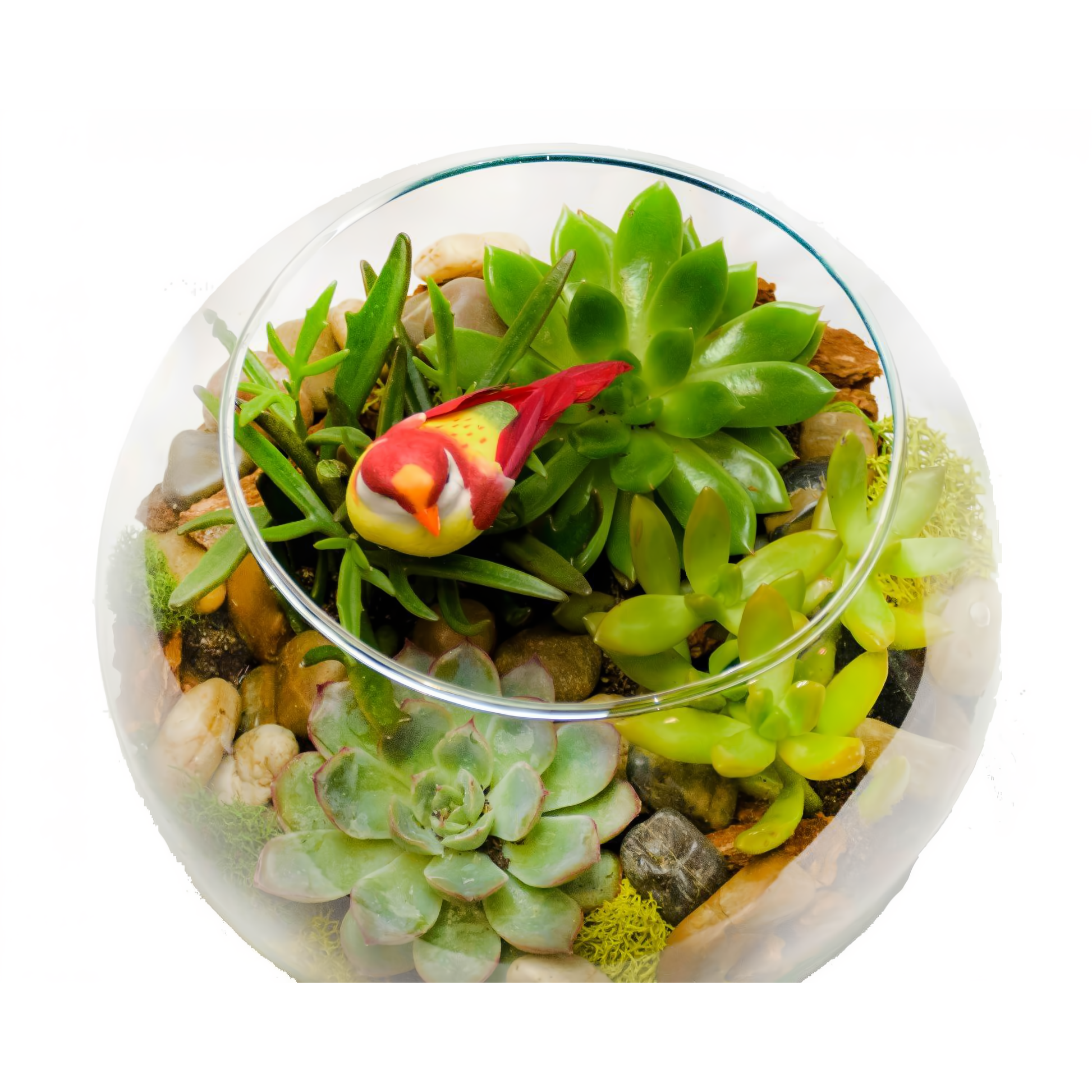 Succulent Bubble Bowl - Plants