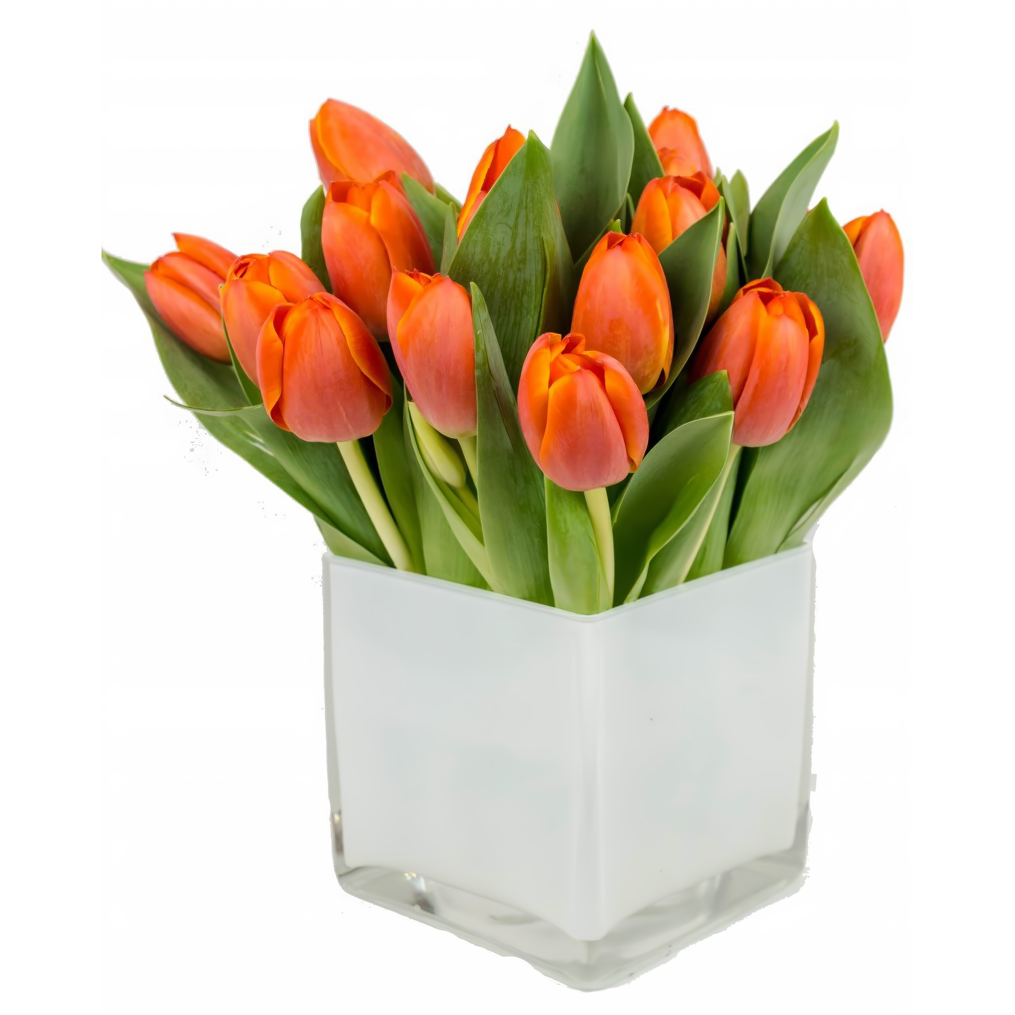 Orange Tulips - Birthdays