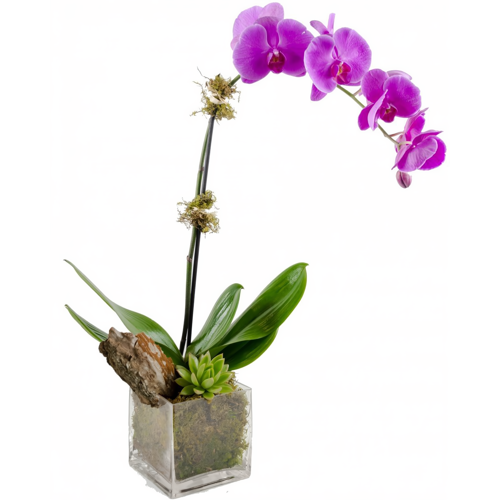 Purple Phalaenopsis Orchid w/ Succulent Plant - Plants