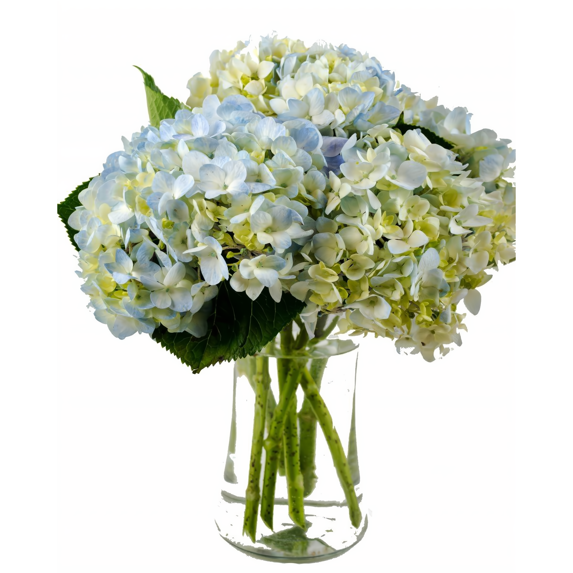 Clear Blue Hydrangea Bouquet - Occasions > Anniversary