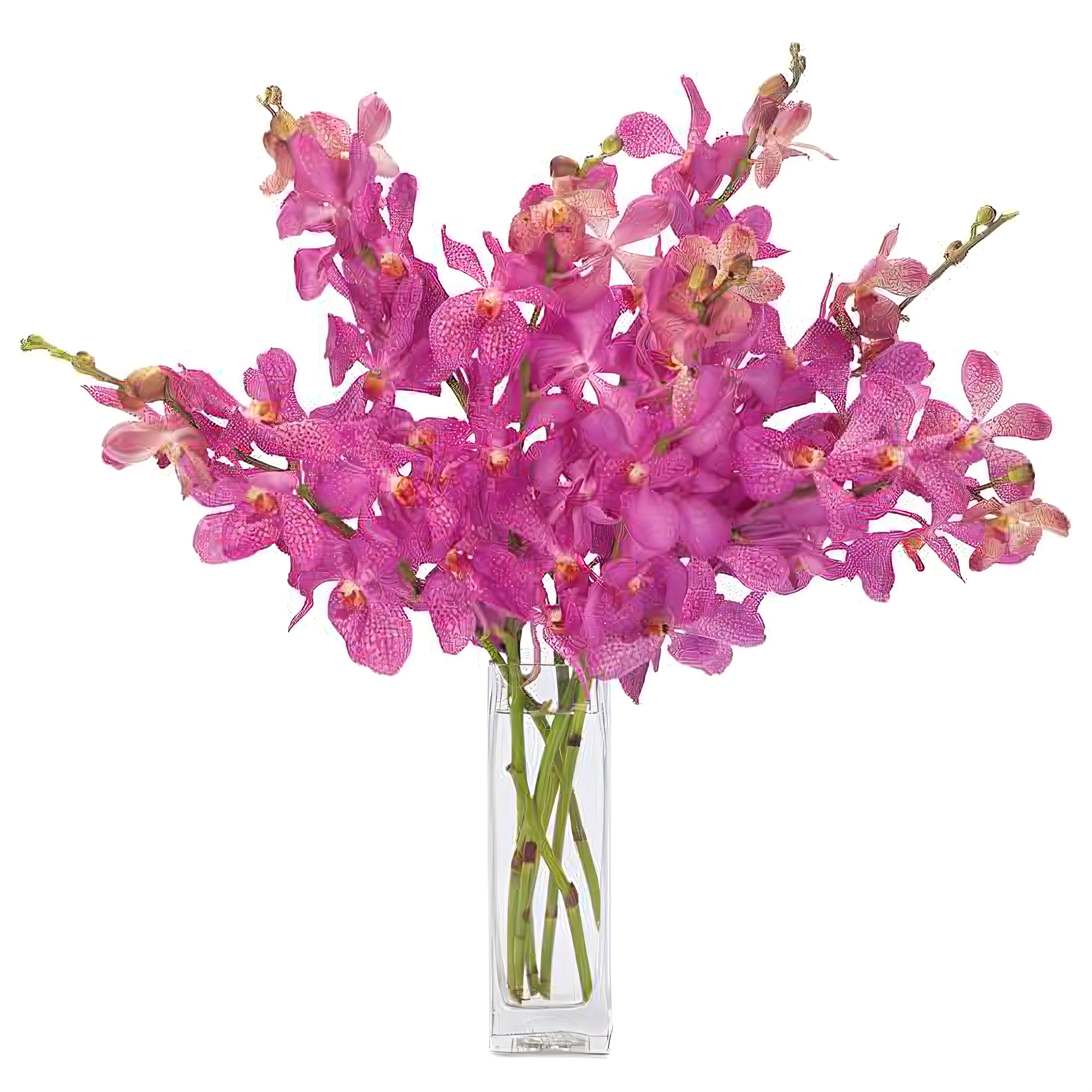 Vanda Orchid Spelndor - Occasions > Anniversary