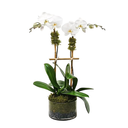 Double White Phalaenopsis Orchid - Plants