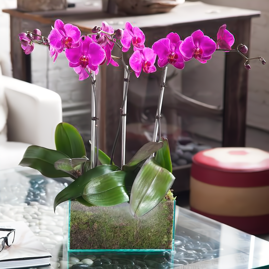 Four Purple Phalaenopsis Orchid - Plants