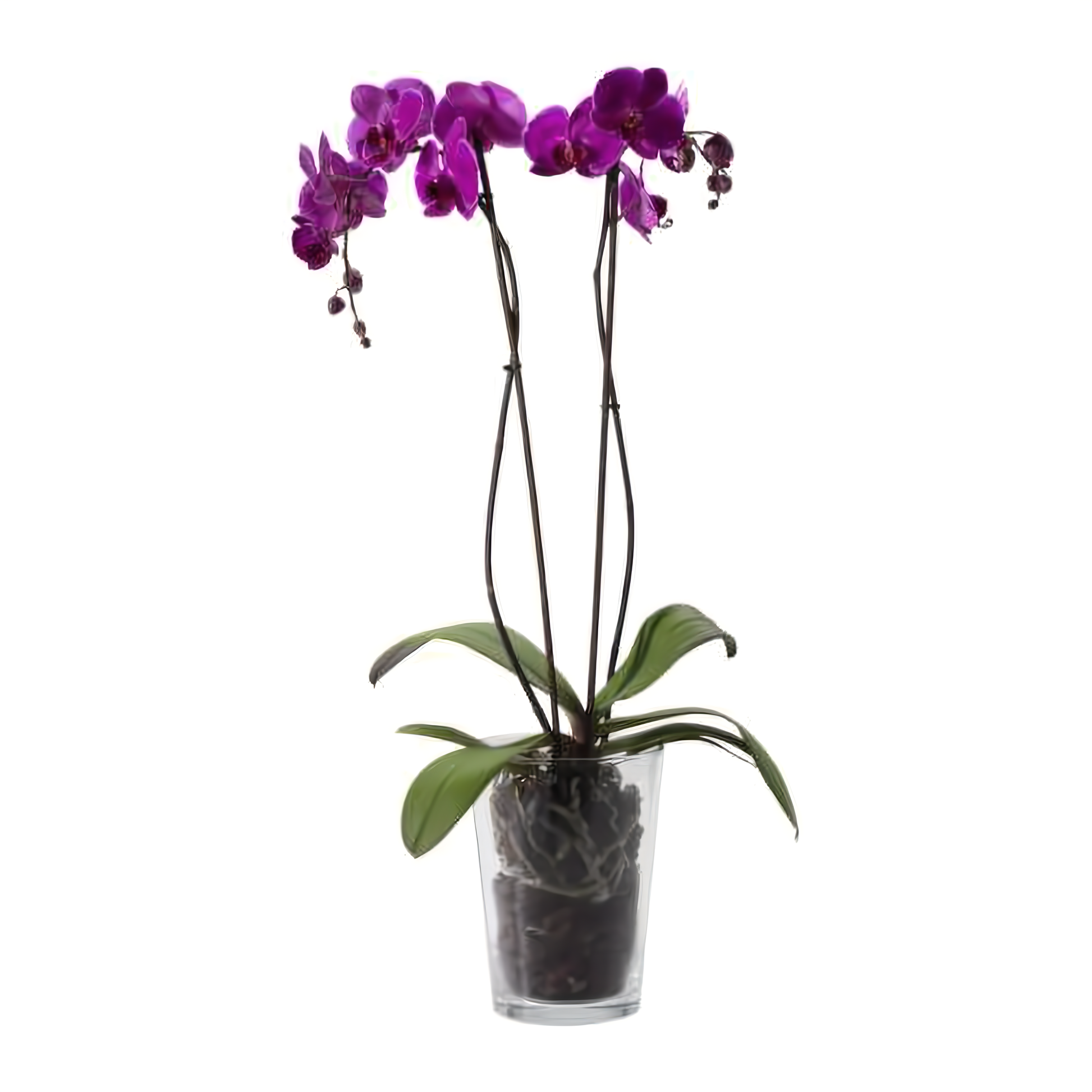 Double Purple Phalaenopsis Orchid - Plants