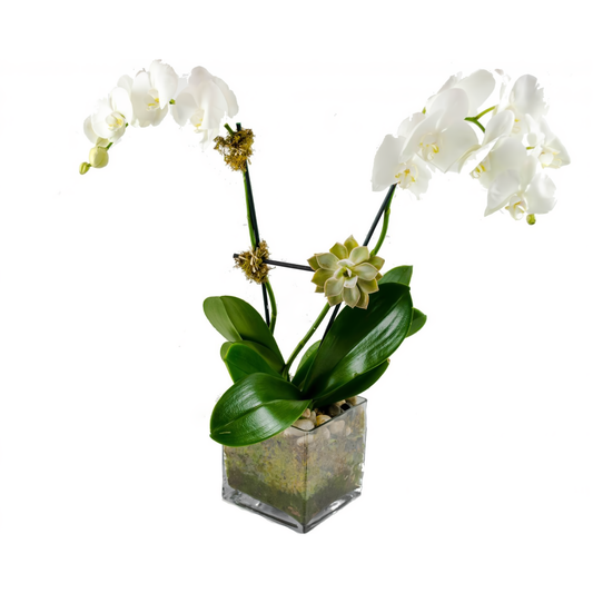 Double White Phalaenopsis Orchid w/ Succulent Plant - Plants