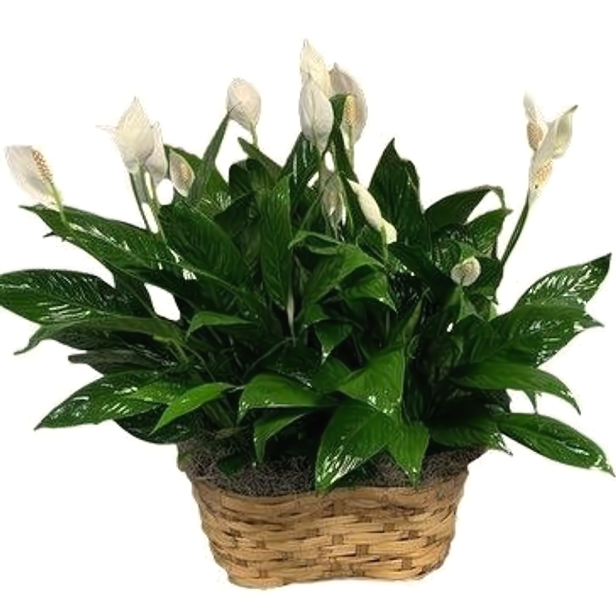 Double Spath Plant In Basket - Plants
