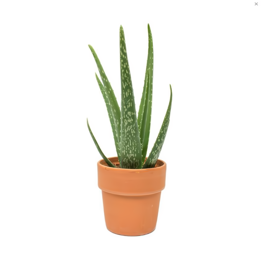Aloe Vera Plant In Clay Pot - Plants