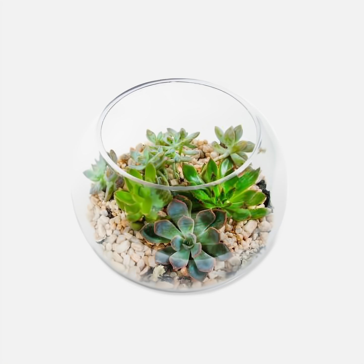 Bubble Bowl Succulent Garden - Plants