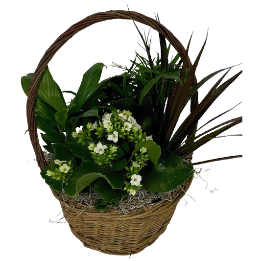 European Dish Garden Basket - Plants
