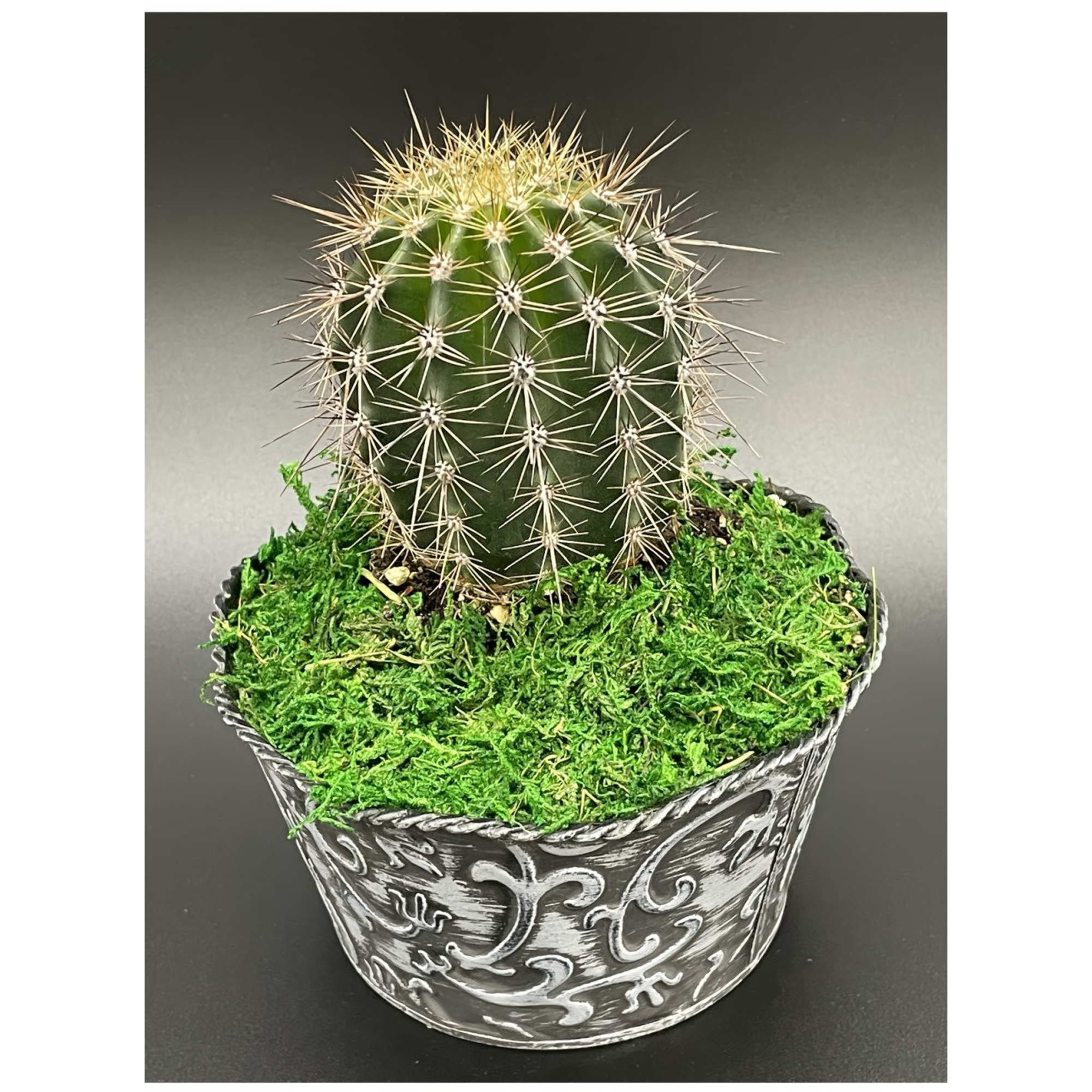6" Round Golden Barrel Cactus - Plants
