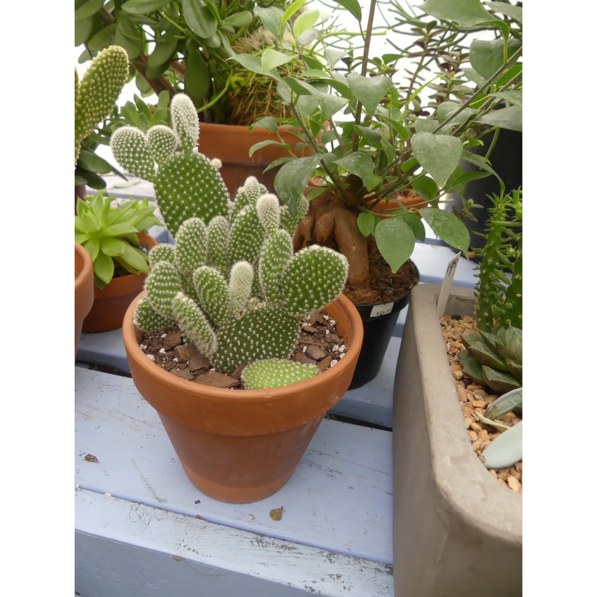 Opuntia Cactus 6&quot; In Clay Pot - Plants