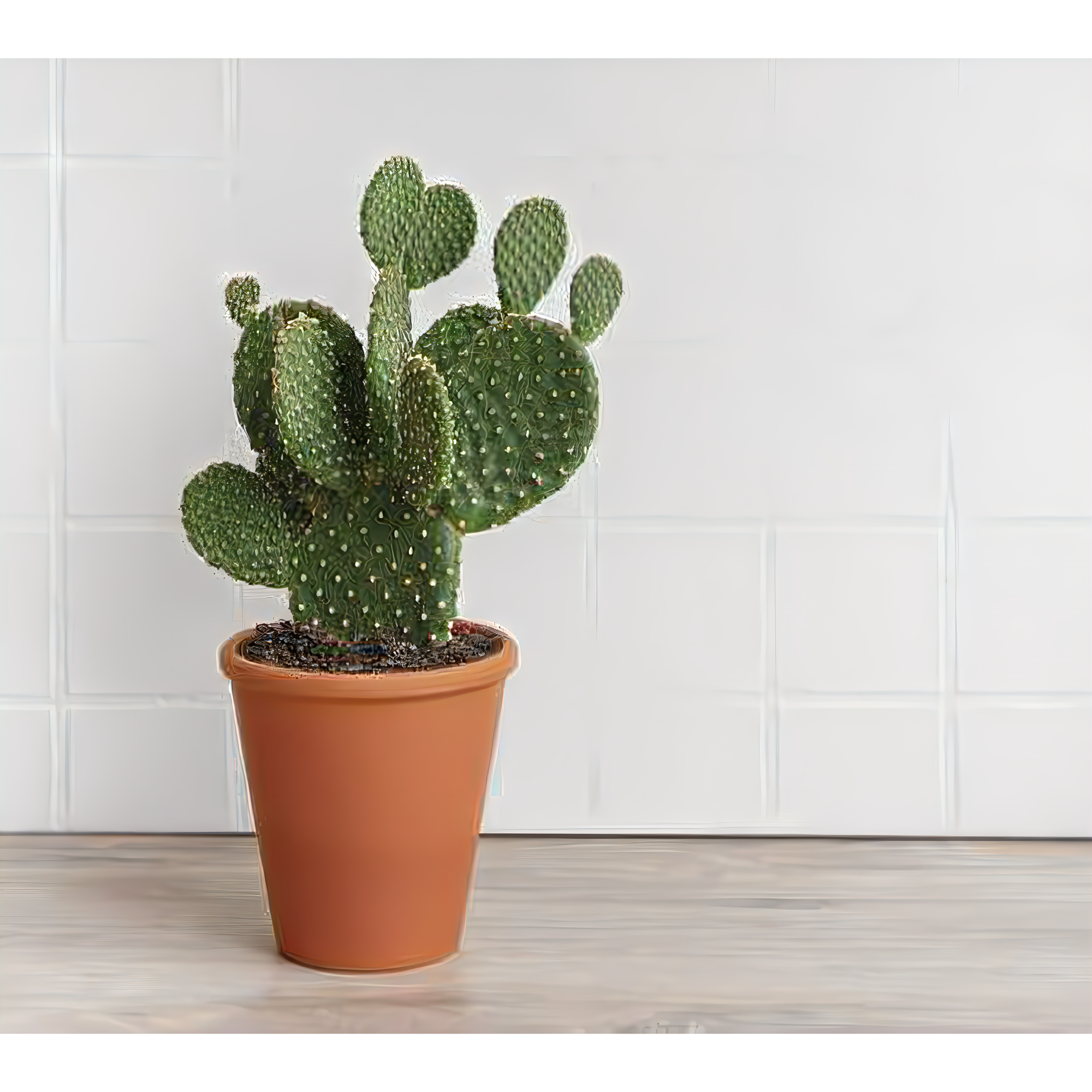 Opuntia 6" Bunny Ears Cactus - Plants