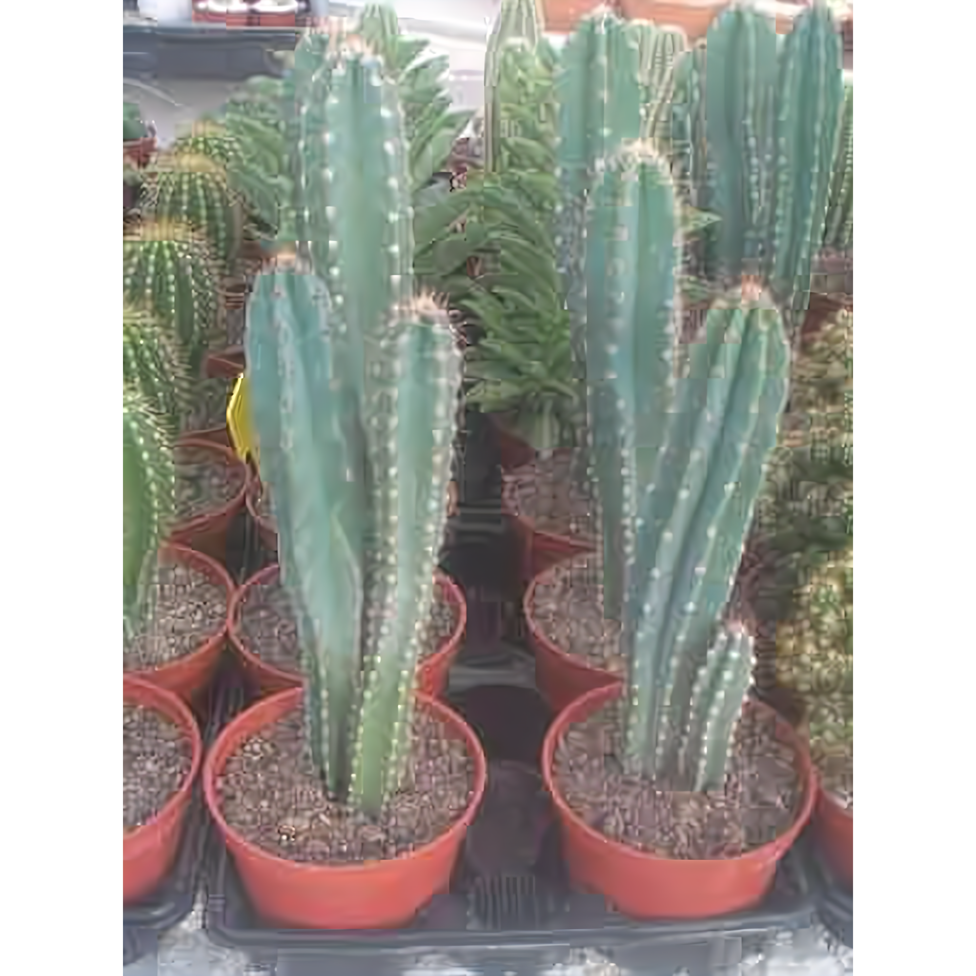 Cereus Peruvianus 10" Cactus In Clay Pot - Plants