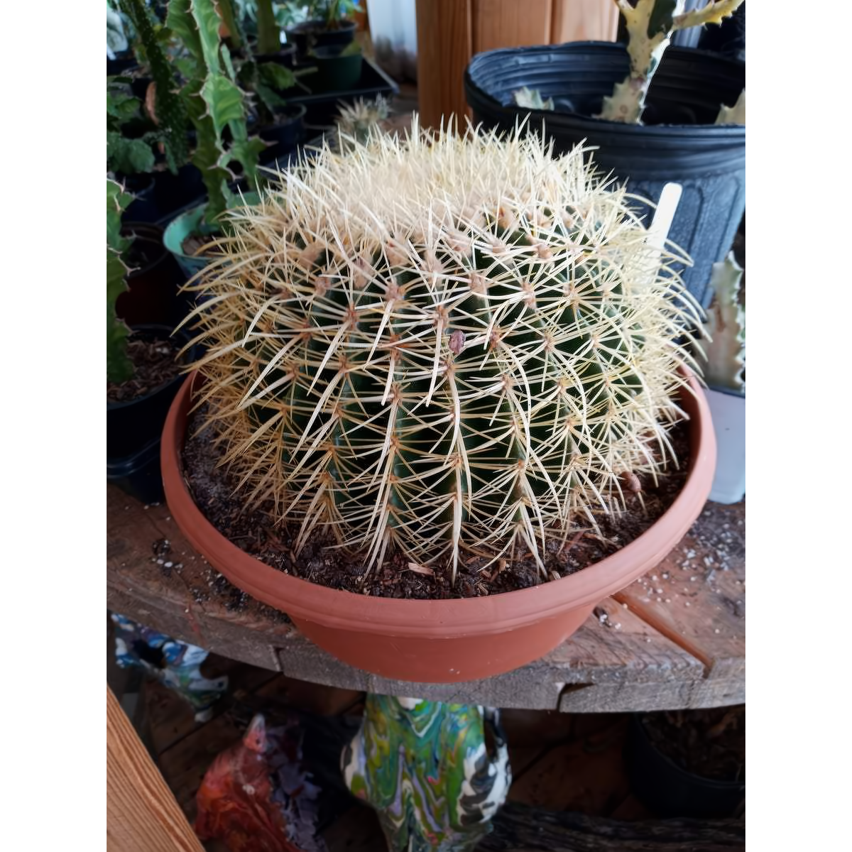 Barrel Cactus 10&quot; In Clay Pot - Plants