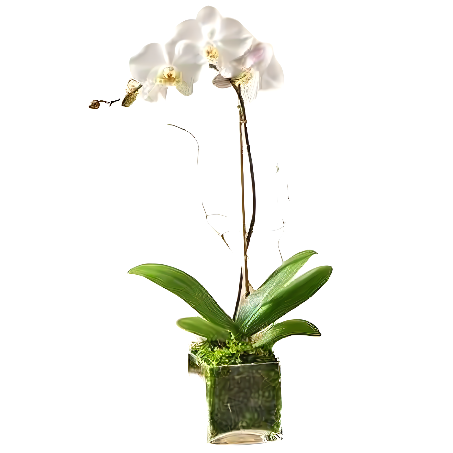 White Phalaenopsis Orchid - Plants