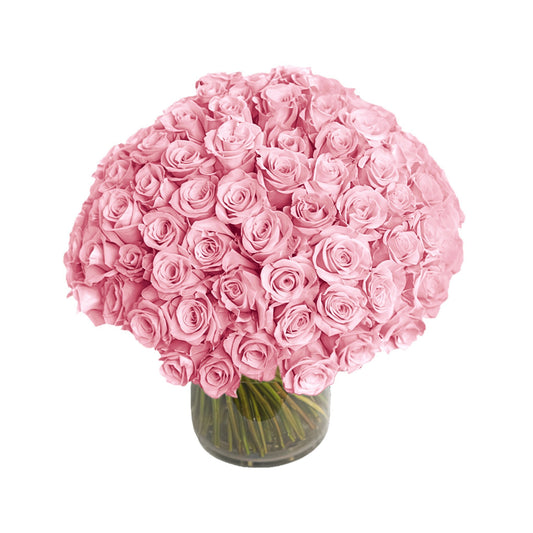Fresh Roses in a Vase | 100 Light Pink Roses - Roses