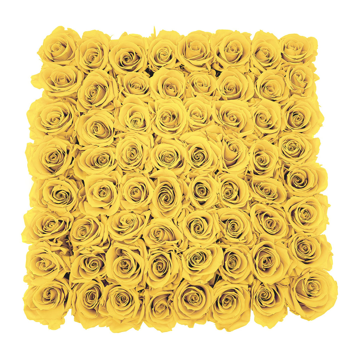 Preserved Roses Large Box | Bright Yellow - Roses
